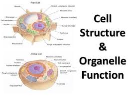 The typical animal cell format created a fun environment to learn the material. Cell Parts And Their Jobs Ppt Download