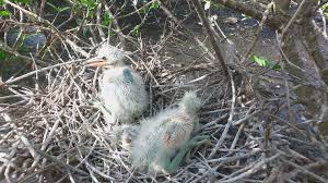 埃及聖䴉 （學名： threskiornis aethiopicus ），又名埃及聖朱鷺、埃及聖鷺、聖䴉、巫婆鳥 ，是分布於撒哈拉以南非洲與伊拉克東南部的一種朱鷺。 牠們在古埃及備受尊敬，經常被製成木乃伊當做智慧之神托特的象徵。 如今牠們也被引入到法國、義大利、西班牙、美國與臺灣，且在這些地區已成為強勢. è–ä´‰ä¹‹äº‚ æˆ'å€'çš„å³¶