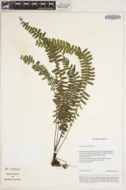 Image result for Asplenium normale