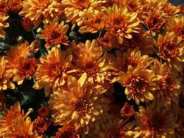 Chrysanthemum Diseases Insect Pests Home Garden Information Center