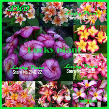 Font B Plumeria B Font Rubra Thailand Frangipani Mix 20fresh Seed Rare Real Madam Poni Jpg 800 800 Lucky Plant Garden Supplies Plumeria