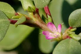 Image result for Trianthema portulacastrum