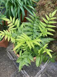 Image result for Coniogramme