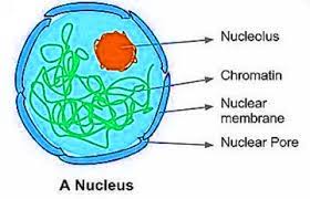 Maybe you would like to learn more about one of these? Nuclear Membrane Is Absent In Biology Questions Answers Sawaal