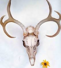 The Late Great Georgia O Keefe Summer Days Georgia O Keefe Art Georgia Okeefe O Keeffe Paintings