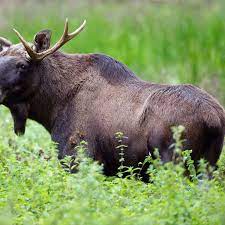 Maybe you would like to learn more about one of these? Wild Elks Return To Germany Der Spiegel