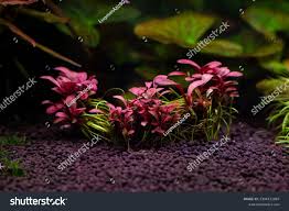 Image result for Samolus