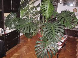 Image result for Filodendron Philodendron