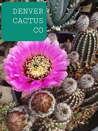 San diego cactus succulent society winter show 2019 pt 1 3. Colorado Cactus Succulent Society News Events Newsletters