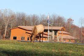 Jul 09, 2021 · best things to do in erie, pa with kids include the erie zoo & botanical gardens, presque isle state park, and splash lagoon indoor waterpark resort. Best Attraction To Check Out Elk In Elk County Pa Review Of Elk Country Visitor Center Benezette Pa Tripadvisor