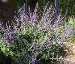 Image result for perovskia atriplicifolia 'little spire'