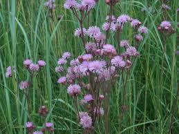 Image result for Campuloclinium macrocephalum