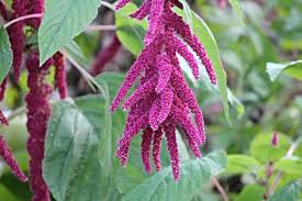 Image result for Amaranthus caudatus