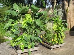 Pin On Kubi Vertical Gardening