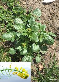 As a lawn weed, purslane is a prolific seed producer. Spring Blooming Lawn And Garden Weeds A Focus On Winter Annual Identification And Management Gardening In Michigan