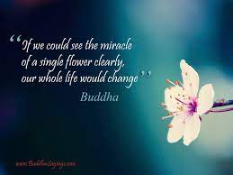 Buddha quotes, the god gautam buddha, who showed the world a new path from his thoughts — buddha. Pin By Sherrie Haertel On Quotes Flower Quotes Buddhism Quote Inspirational Quotes
