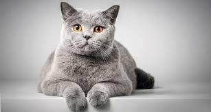 Maybe you would like to learn more about one of these? British Shorthair Breeders Australia British Shorthair Info Kittens