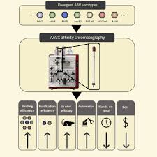 Image result for Gold 1997 AAV