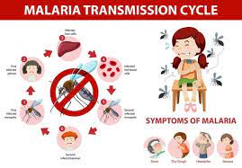 Download Malaria Transmission Cycle And Symptom Information Infographic For Free Infographic Design Template Malaria Symptoms Infographic