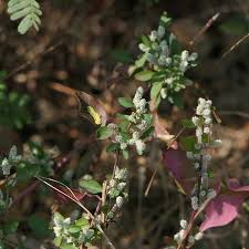 Image result for Nothosaerva