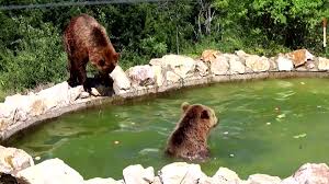 Brown bears keep cool at Kosovo sanctuary