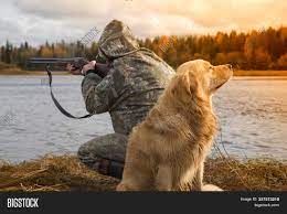 Golden Retriever Duck Hunting Off 75 Www Usushimd Com