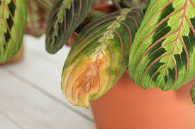 Next time get a black case. Common Causes Of Yellow Leaves On Prayer Plants Gardener S Path