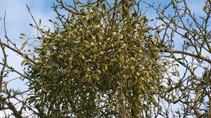 Image result for Viscum obscurum
