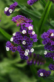 Image result for Limonium sinuatum