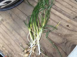 We did not find results for: Mystery Grasslike Plant A Grass A Weed An Onion