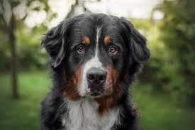 Manchmal wird der grosse schweizer sennenhund für einen berner sennenhund mit kurzhaar gehalten. Berner Sennenhund Ein Idealer Familienhund