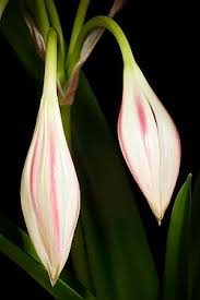 Image result for Dissotis sizenandoi