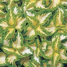 Image result for Coleus meyeri