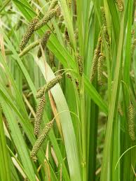 Image result for Carex cognata