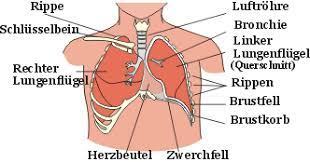 Phonetik Und Phonologie Kapitel 3 Luftstromprozesse
