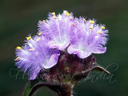 Image result for Cyanotis