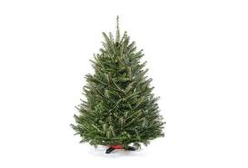 Tabletop christmas trees for the holiday season. 10 Easy Pieces Tabletop Live Christmas Trees Gardenista