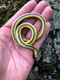 Image result for Atractus discovery