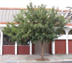 Image result for Searsia lancea