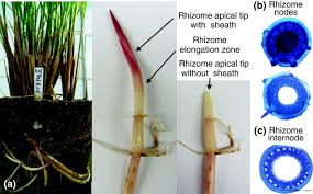 Image result for Oryza longistaminata