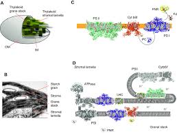 The structure of chloroplasts is very similar to that of cyanobacteria; A Cartoon Of Chloroplast Structure Showing Outer Membrane Om Inner Download Scientific Diagram