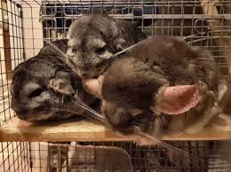 Guinea pigs are herbivorous and they musn't eat them. Can Chinchillas Eat Rabbit Food Chinchilla Dietary Requirements Rodentlife