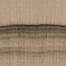 Leyland Cypress The Wood Database Lumber Identification Softwood