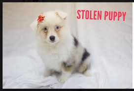 There are 44 pet friendly hotels in wichita, ks. Petland Offering Reward After Two Puppies Stolen In Wichita The Wichita Eagle