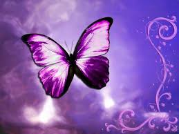 Beautiful Butterfly Wallpapers Top Free Beautiful Butterfly Backgrounds Wallpaperaccess Try to search more transparent images related to butterfly png |. beautiful butterfly wallpapers top