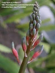 Herbacea, which grows in same area, but it differs because. Plantfiles Pictures Gasteria Species Lawyer S Tongue Ox Tongue Gasteria Obliqua By Trilian15