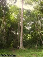 Image result for Terminalia superba