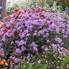 Plant verbena and you're practically assured a carpet of color in your yard; Verbena Lollipop Verbena Bonariensis Plants Select Seeds