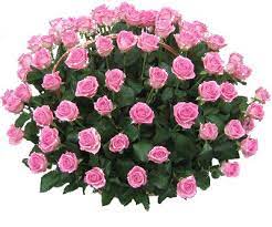 I tuoi auguri di compleanno non. Le Gif Di Fiori Bellissimi Mazzi Boccioli Di Fiori
