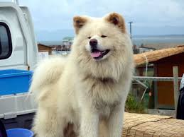 Akita inu, japanese akita, akita ken the akita is known for their loyalty and companionship now, but when the breed originated in the 1600s, they were used as a fighting dog and to hunt bear. File Wasao Jpg Wikimedia Commons